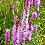 Liatris spicata عادت