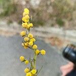 Artemisia chamaemelifolia Flower