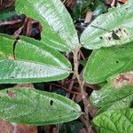 Duboscia macrocarpa Hoja
