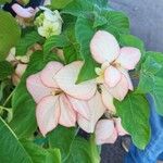 Mussaenda philippica Flower