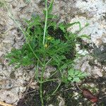 Bidens bipinnata Fuelha