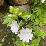 Malva alceaফুল