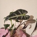 Alocasia sanderiana Květ