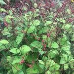 Persicaria virginiana Flor