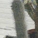 Carnegiea gigantea Leaf