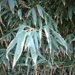 Phyllostachys sulphurea Leaf