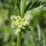 Torilis nodosa Fruit