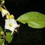 Lycianthes multiflora 花