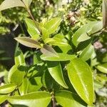 Ligustrum japonicum 葉