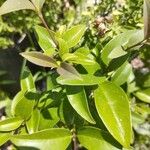 Ligustrum japonicum Ліст