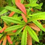 Berberis julianae 叶