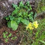 Primula verisBloem