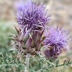 Cynara humilis Cvet