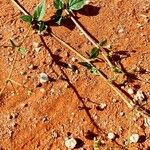 Boerhavia erecta Leaf