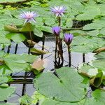 Nymphaea micrantha आदत