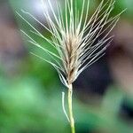 Hordeum marinum 樹皮