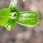 Coriaria myrtifolia Hoja