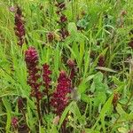 Orobanche foetida Alkat (teljes növény)