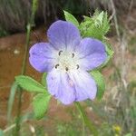 Nemophila phacelioides Цвят