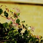 Capparis spinosa Hábito