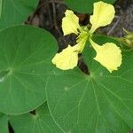 Tylosema fassoglense Flower