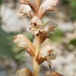 Orobanche reticulata Цветок