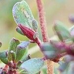 Frankenia pulverulenta Fruit