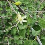 Grewia tenax Flower