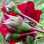 Rosa chinensis Цвят