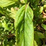Scrophularia oblongifolia ഇല