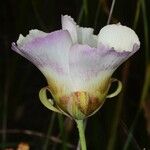 Calochortus vestae Flower