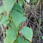 Ageratina adenophora Levél