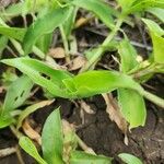 Commelina africana Leaf