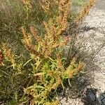 Rumex maritimus Kvet