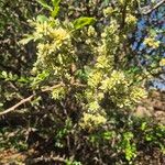 Dalbergia melanoxylon Цвят