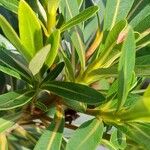 Xanthostemon verticillatus Leaf