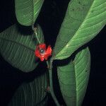 Heisteria cauliflora Gyümölcs