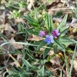 Aegonychon purpurocaeruleumFlower