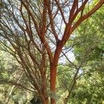 Arbutus menziesii Rinde