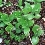 Verbesina alternifolia Leaf