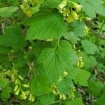 Ribes americanum List