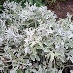 Artemisia stelleriana Flower