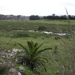 Arundo plinii Hábito