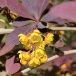 Berberis thunbergiiFiore