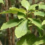 Quercus pontica Blatt