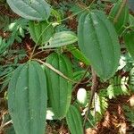 Smilax china ഇല