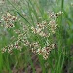 Luzula alpinopilosa Fruto