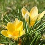 Crocus chrysanthus Flower