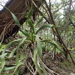 Yucca rupicola Habit