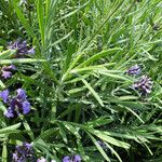 Lavandula angustifolia পাতা